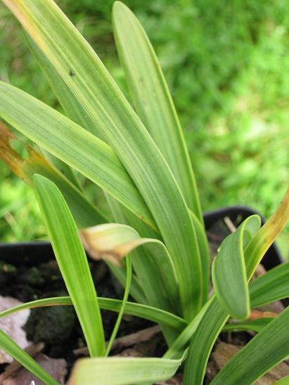 Agapanthus campanulatus 'Variegated'  