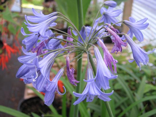 Agapanthus 'Castle of Mey'  