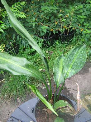 Aspidistra Chen Yi S135B 