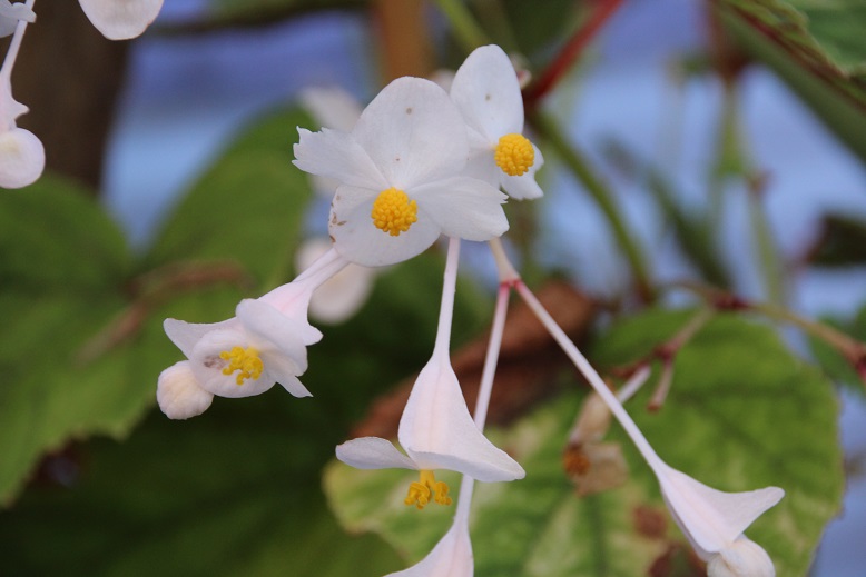 Begonia grandis 'Snowcap'