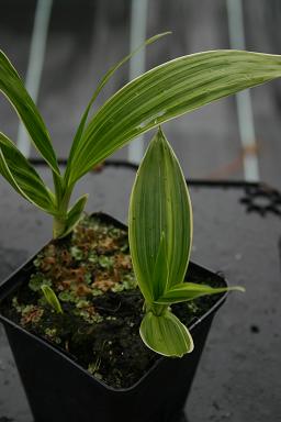 Bletilla striata 'Albostriata'