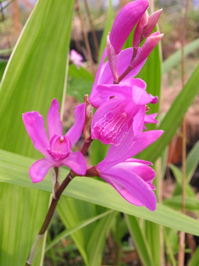 Bletilla striata 'Albostriata'