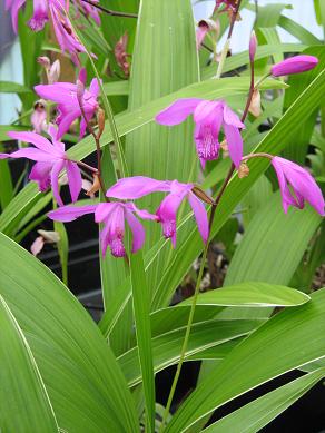 Bletilla striata 'Albostriata'