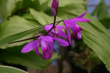 Bletilla striata 'Albostriata'