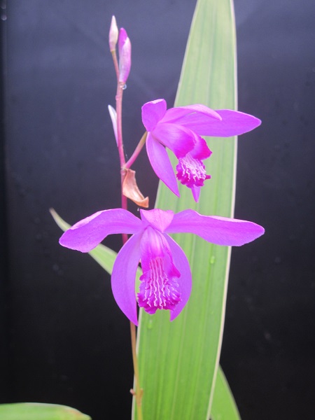 Bletilla striata 'Albostriata'