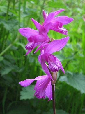 Bletilla striata 'Albostriata'