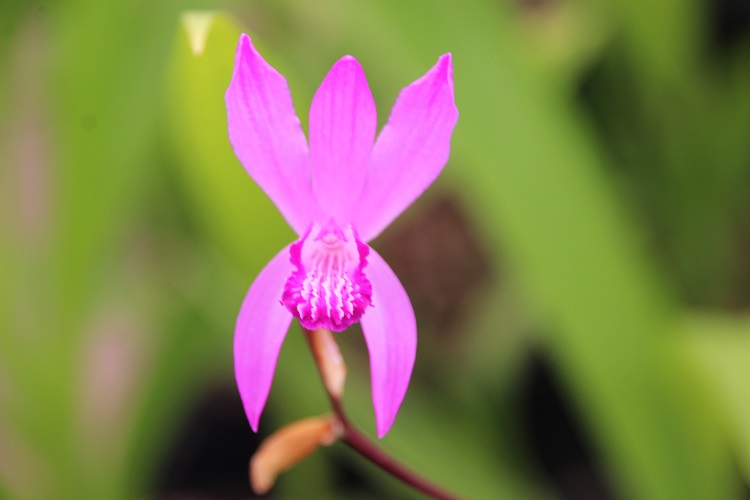 Bletilla striata 'Albostriata'