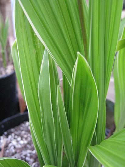 Bletilla striata 'Albostriata'