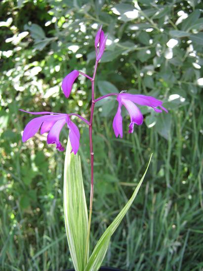 Bletilla striat 'Junpaku'  