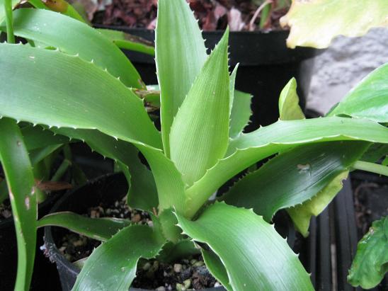 Bromelia balansae  