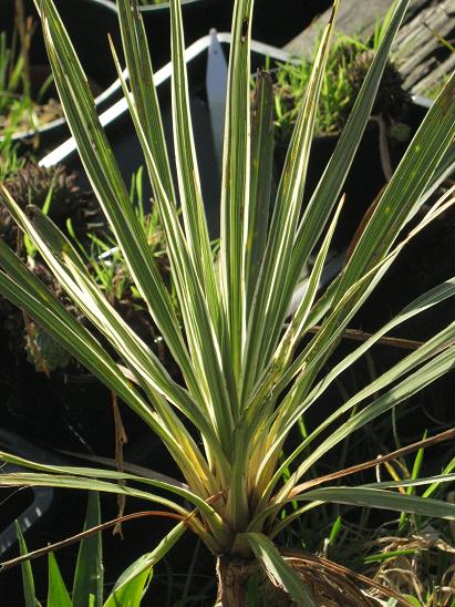 Cordyline 'Sparkler' 