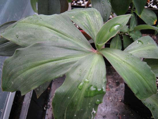 Costus cuspidatus 