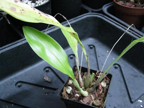 Dendrochilum glumaceum  