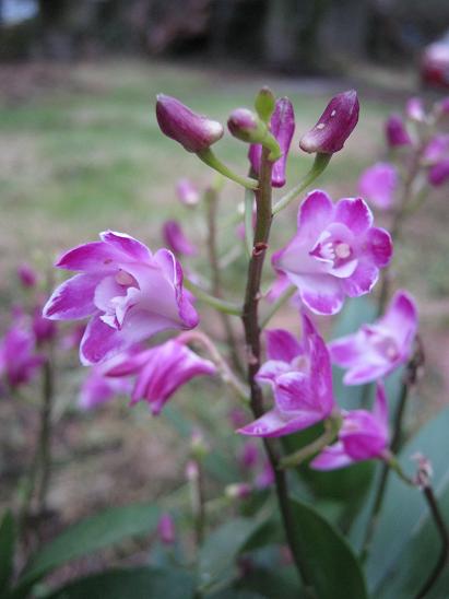 Dendrobium kingianum 'Winter Beauty'  