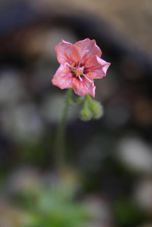 Drosera pulchella 586