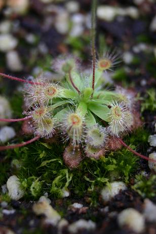 Drosera pulchella 586