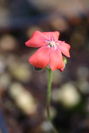 Drosera pulchella orange