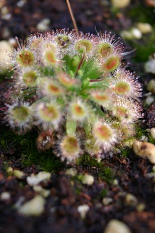 Drosera pulchella Orange