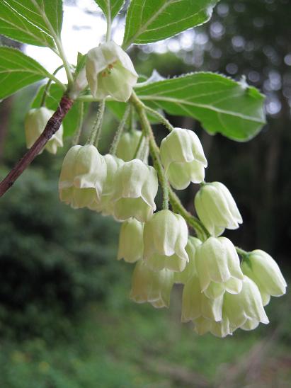 Enkianthus campanulatus f. albiflorus  