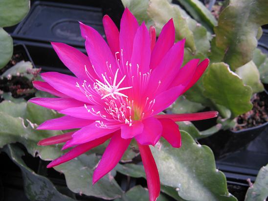 Epiphyllum 'Bill Howard'  