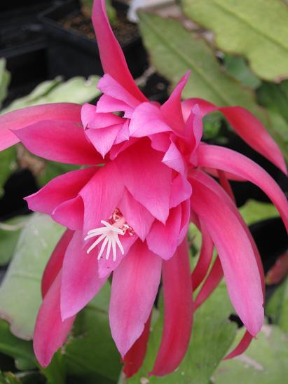 Epiphyllum 'Duke of Windsor'  