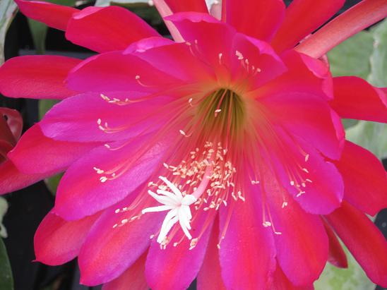 Epiphyllum 'Pajaro'  