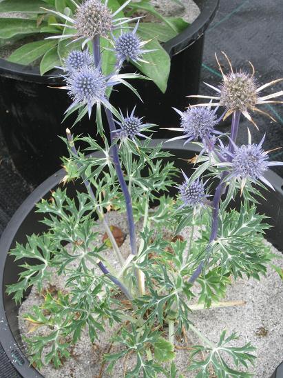 Eryngium bourgatii 'Blue Form'  