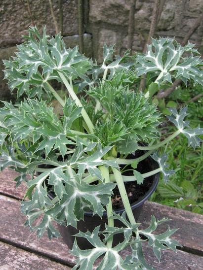 Eryngium bourgatii 'Blue Form'  