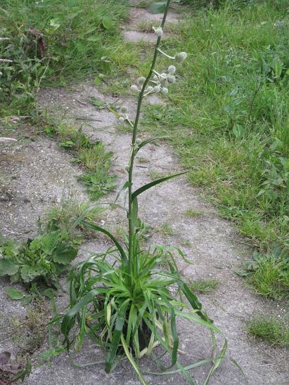 Eryngium horridum  