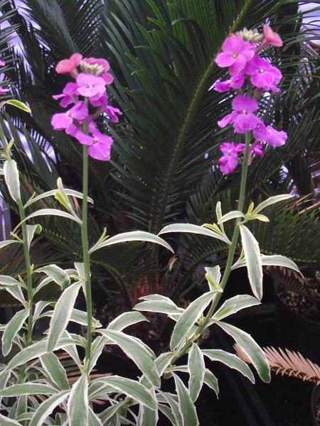 Erysimum linifolium 'Variegatum'  