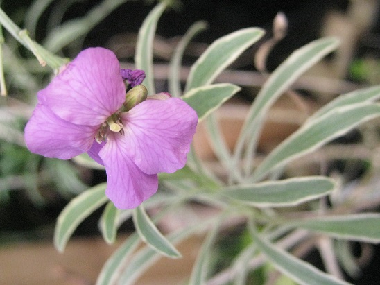 Erysimum linifolium 'Variegatum'  