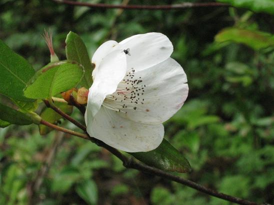 Eucryphia x intermedia  