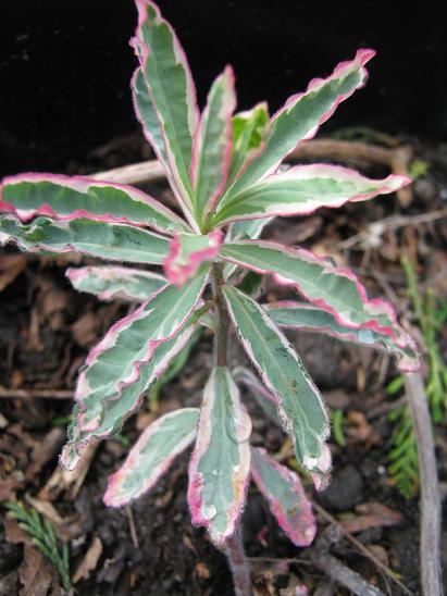 Euphorbia polychroma 'First Blush'  
