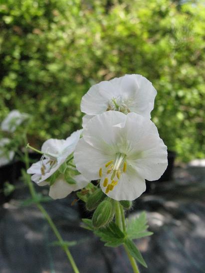 Geranium phaeum 'Album'  