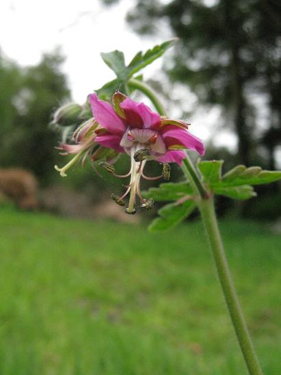 Geranium reflexum  