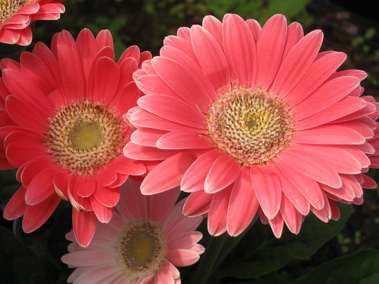 Gerbera jamesonii  