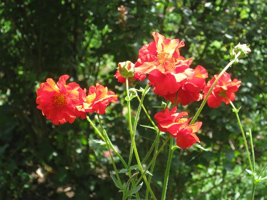 Geum 'Mrs J.Bradshaw'  