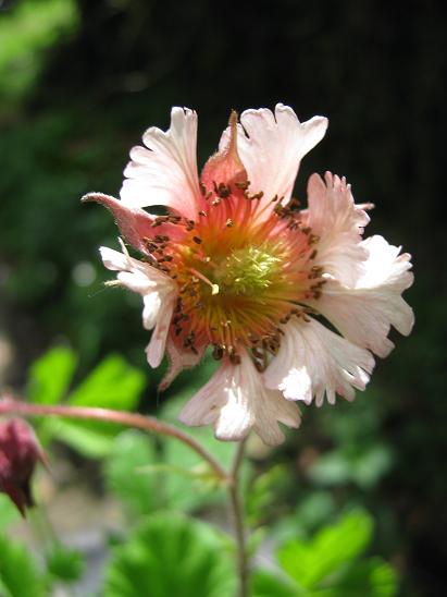 Geum 'Mrs W.Moore'  