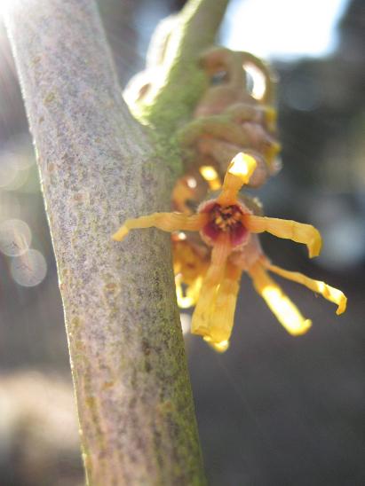 Hamamelis x intermedia 'Sandra'  