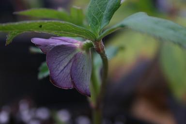 Helleborus atrorubens 