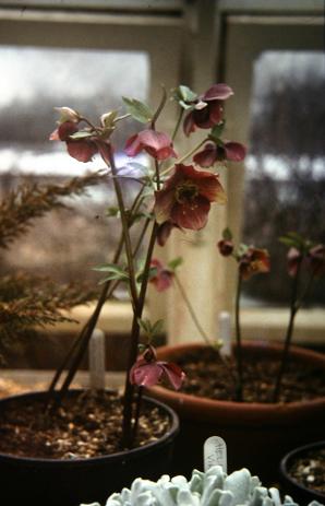 Helleborus atrorubens 