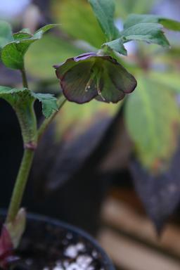 Helleborus atrorubens 