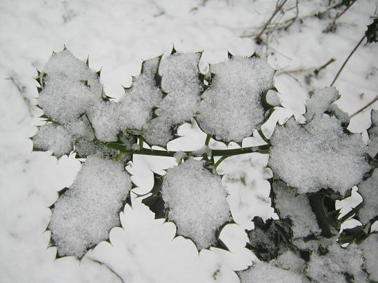 Ilex aquifolium 'Flavescens'  