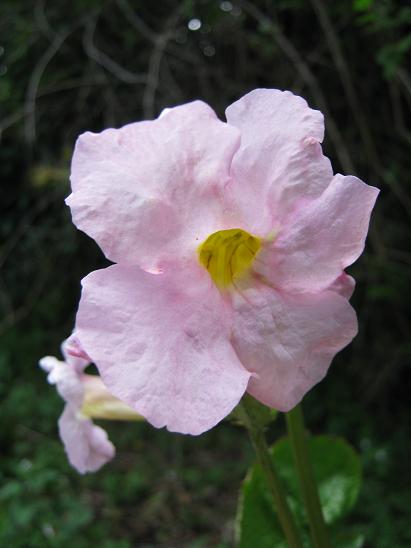 Incarvillea mairei 'Pale Pink'  