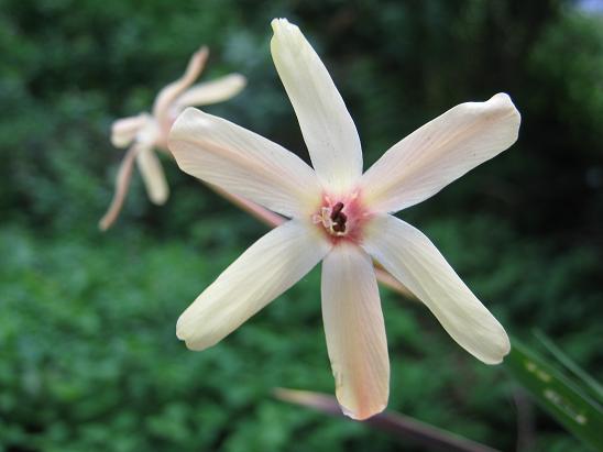 Ixia paniculata 'Eos'  