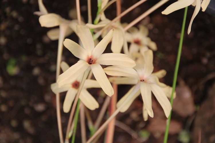 Ixia paniculata 'Eos'  