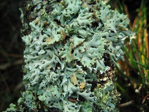 Lichens 