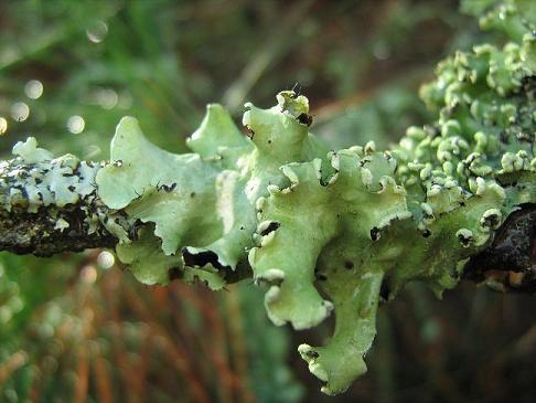 Lichens 