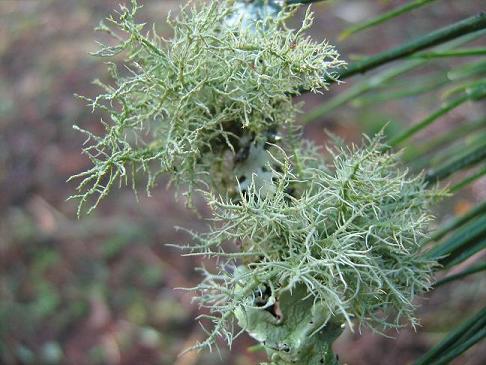 Lichens 