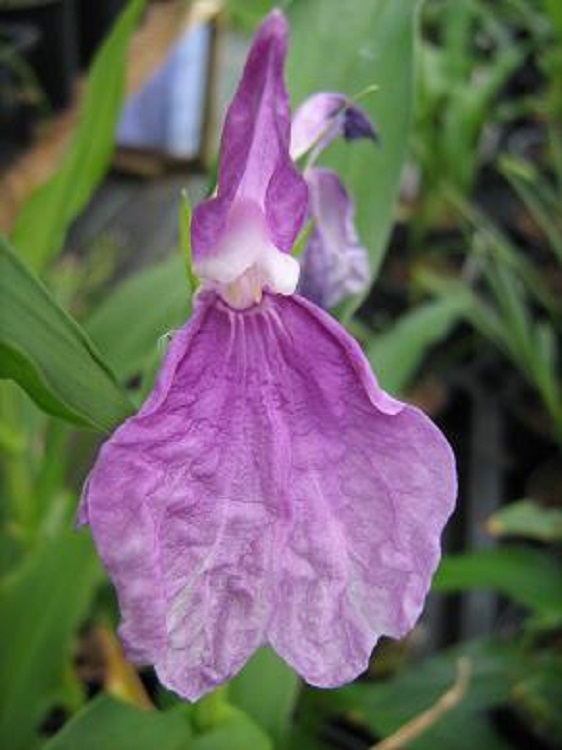 Roscoea auriculata  Avon 